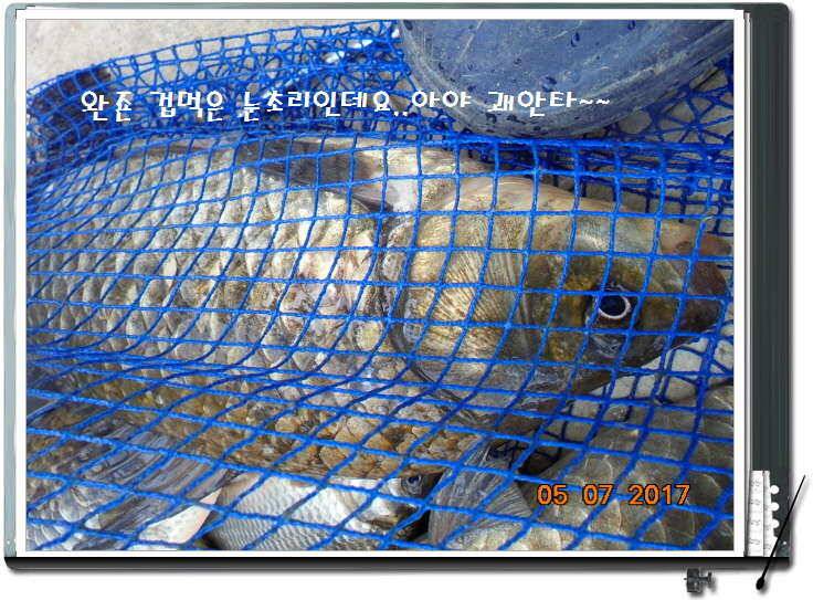 도심속의 작은 쉼터 화성 관리 낚시터입니다 (유료터정보 - 유료터점주조황)