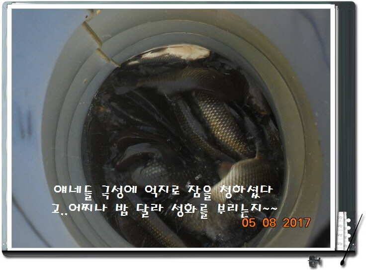 도심속의 작은 쉼터 화성 관리 낚시터입니다 (유료터정보 - 유료터점주조황)