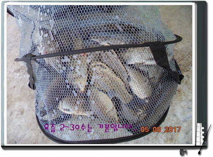 도심속의 작은 쉼터 화성 관리 낚시터입니다 (유료터정보 - 유료터점주조황)