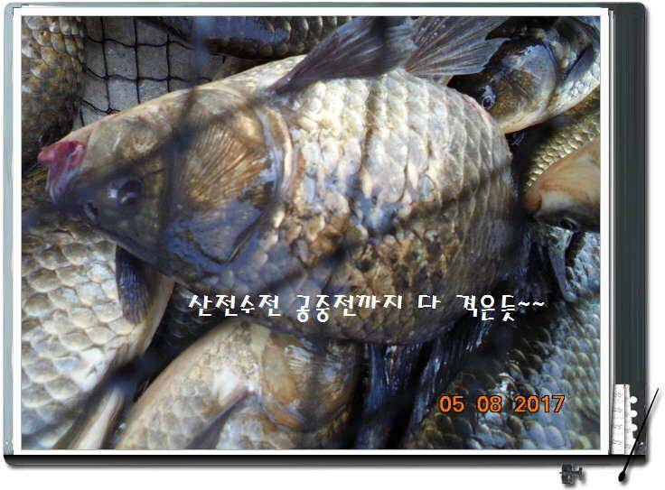 도심속의 작은 쉼터 화성 관리 낚시터입니다 (유료터정보 - 유료터점주조황)