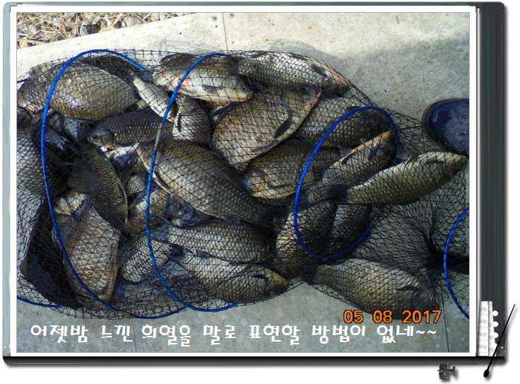 도심속의 작은 쉼터 화성 관리 낚시터입니다 (유료터정보 - 유료터점주조황)