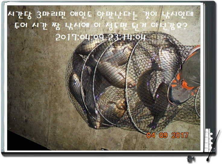도심속의 작은 쉼터 화성 관리 낚시터입니다좋습니다 (유료터정보 - 유료터점주조황)