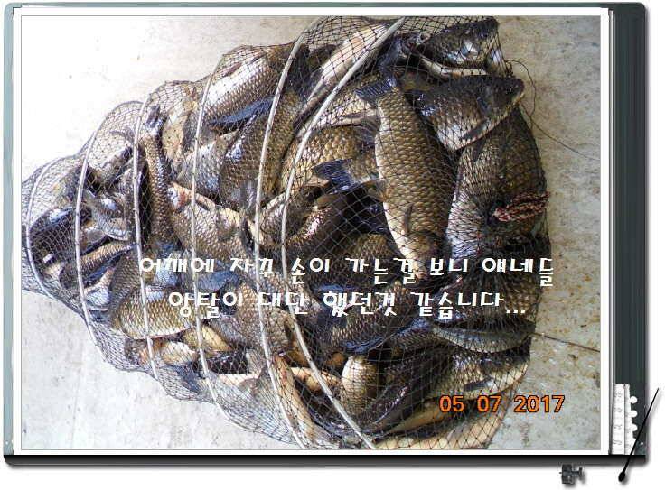 도심속의 작은 쉼터 화성 관리 낚시터입니다 (유료터정보 - 유료터점주조황)