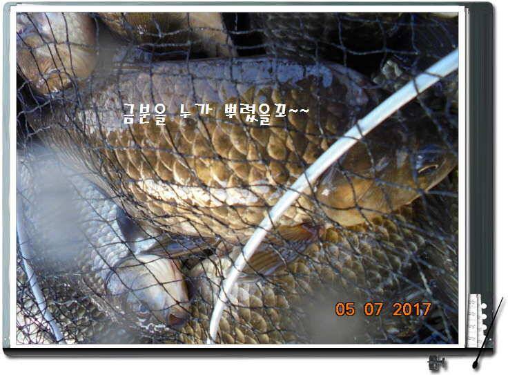 도심속의 작은 쉼터 화성 관리 낚시터입니다즐거움의 연속 (유료터정보 - 유료터점주조황)