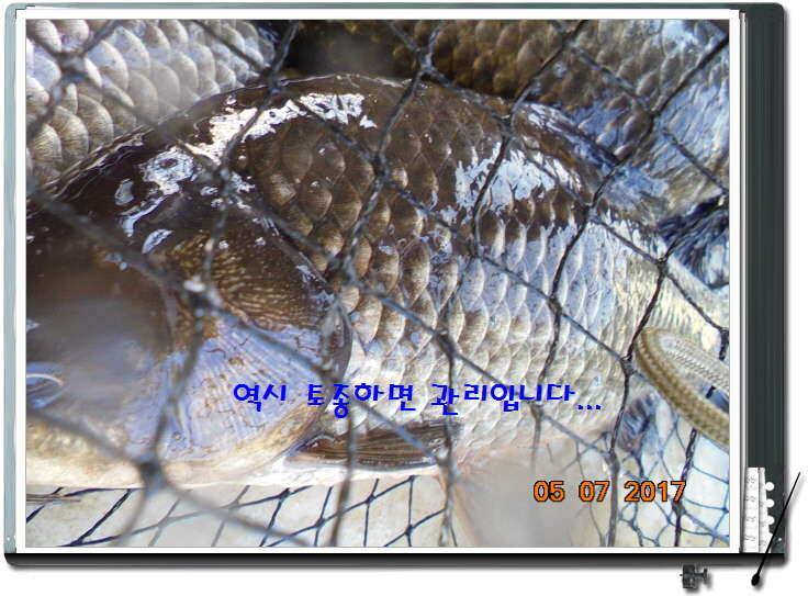 도심속의 작은 쉼터 화성 관리 낚시터입니다즐거움의 연속 (유료터정보 - 유료터점주조황)