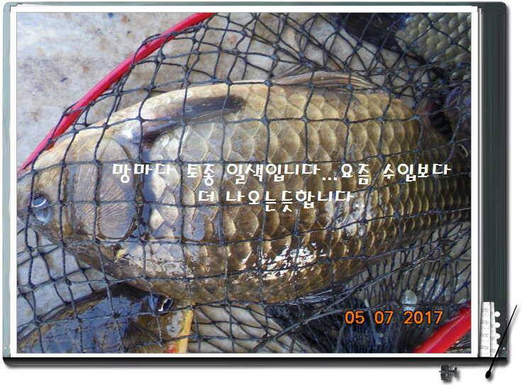 도심속의 작은 쉼터 화성 관리 낚시터입니다즐거움의 연속 (유료터정보 - 유료터점주조황)