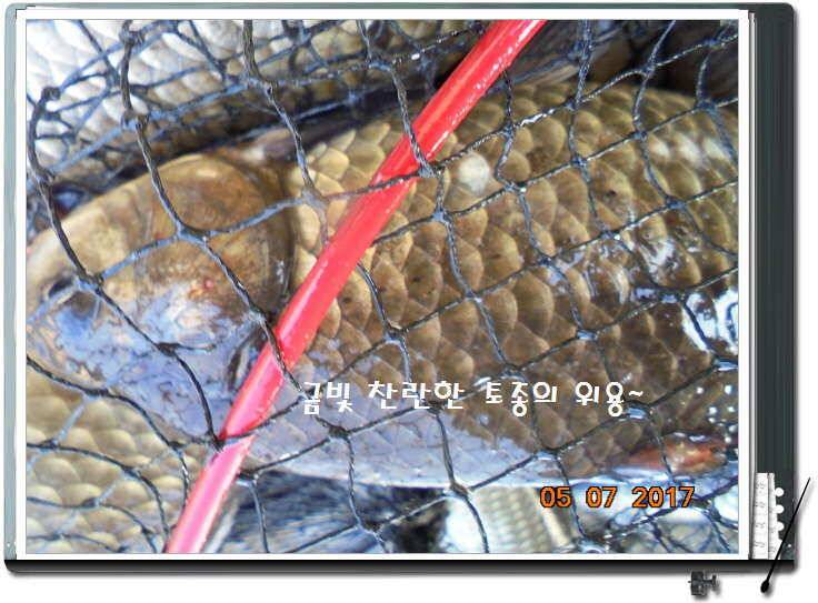 도심속의 작은 쉼터 화성 관리 낚시터입니다즐거움의 연속 (유료터정보 - 유료터점주조황)