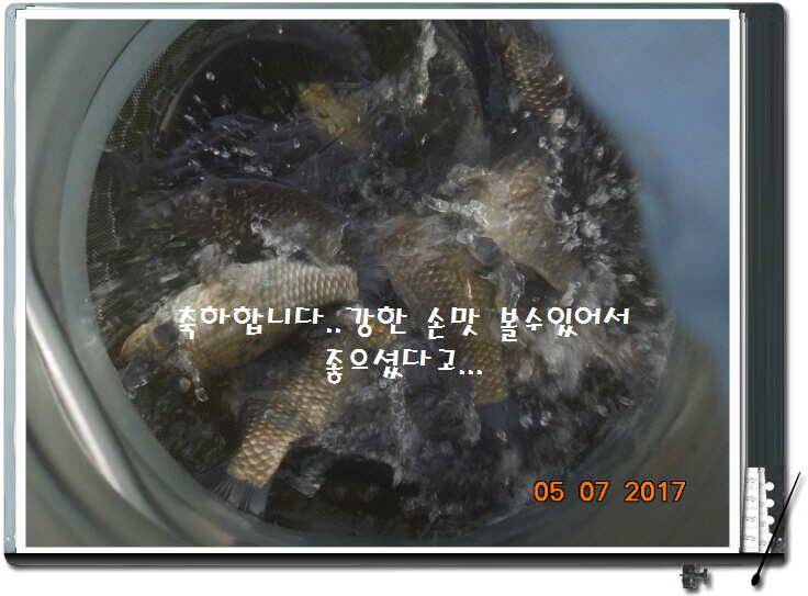 도심속의 작은 쉼터 화성 관리 낚시터입니다즐거움의 연속 (유료터정보 - 유료터점주조황)