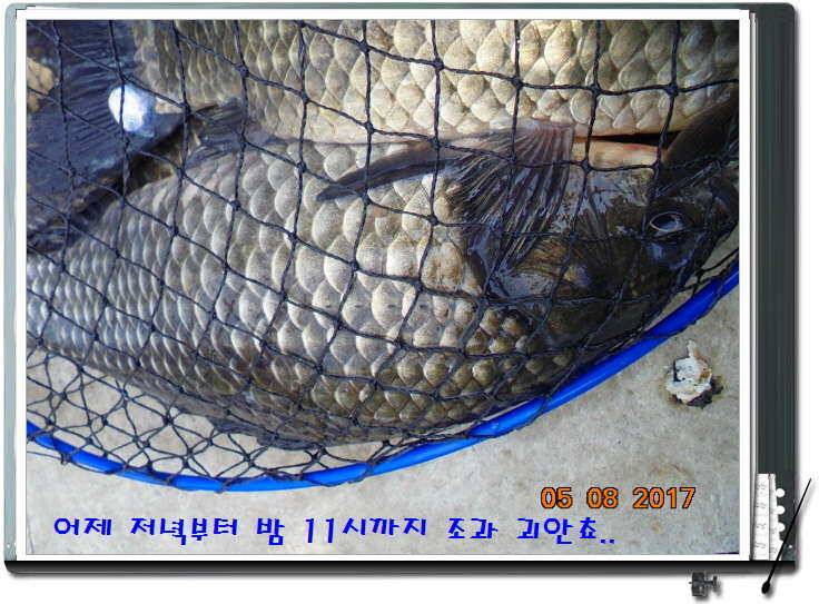 도심속의 작은 쉼터 화성 관리 낚시터입니다 (유료터정보 - 유료터점주조황)