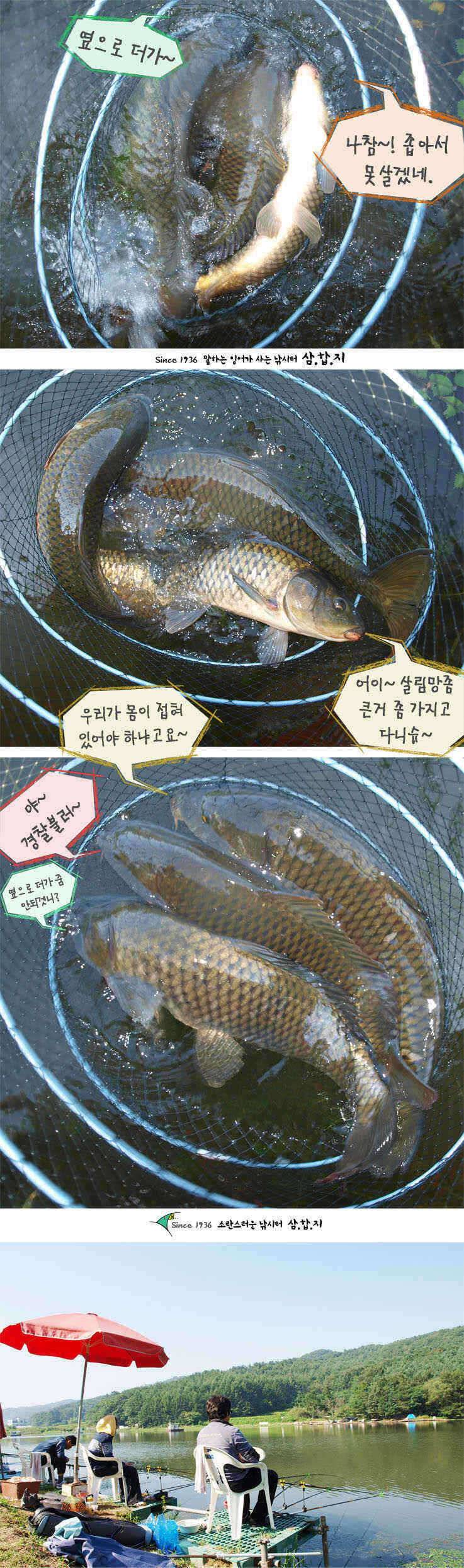 ■■ 삼합지 ■■ 잉어가 사람 잡네 (유료터정보 - 유료터점주조황)