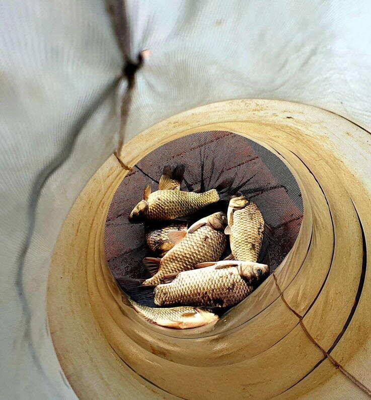 4짜 및 덩어리 마릿수까지 꾸준함을 보입니다 (유료터정보 - 유료터점주조황)