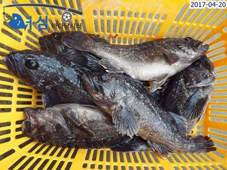 4월20일어심바다낚시터조황 (유료터정보 - 유료터점주조황)