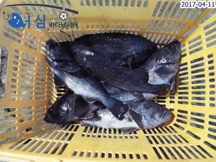 4월11일어심바다낚시터조황 (유료터정보 - 유료터점주조황)