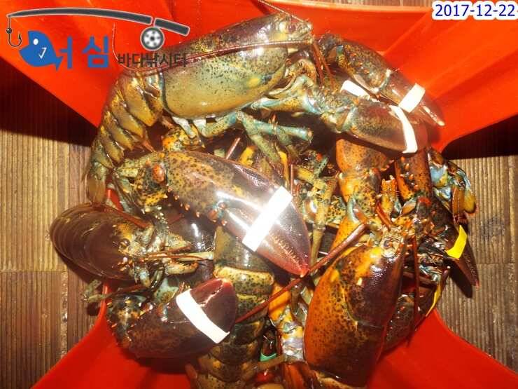12월22일어심바다낚시터조황 (유료터정보 - 유료터점주조황)