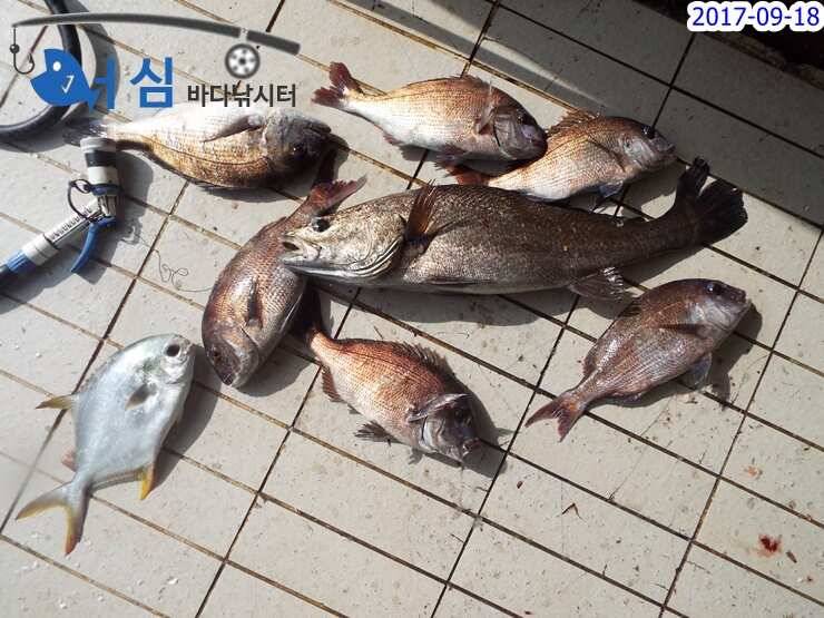 9월 18일 어심바다낚시터 조황 사진 (유료터정보 - 유료터점주조황)