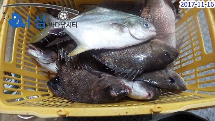 개장이틀전11월16일어심바다낚시터조황 (유료터정보 - 유료터점주조황)