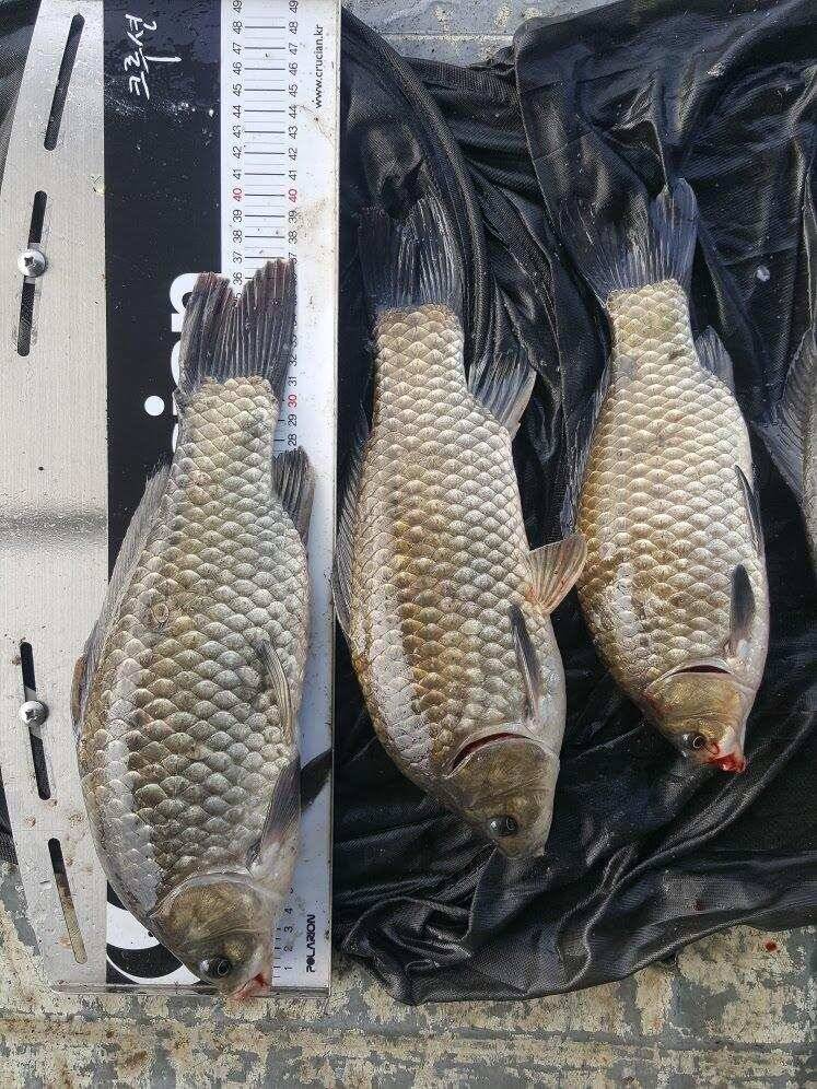 아산 안골지 토종 4짜 소식입니다 (유료터정보 - 유료터점주조황)