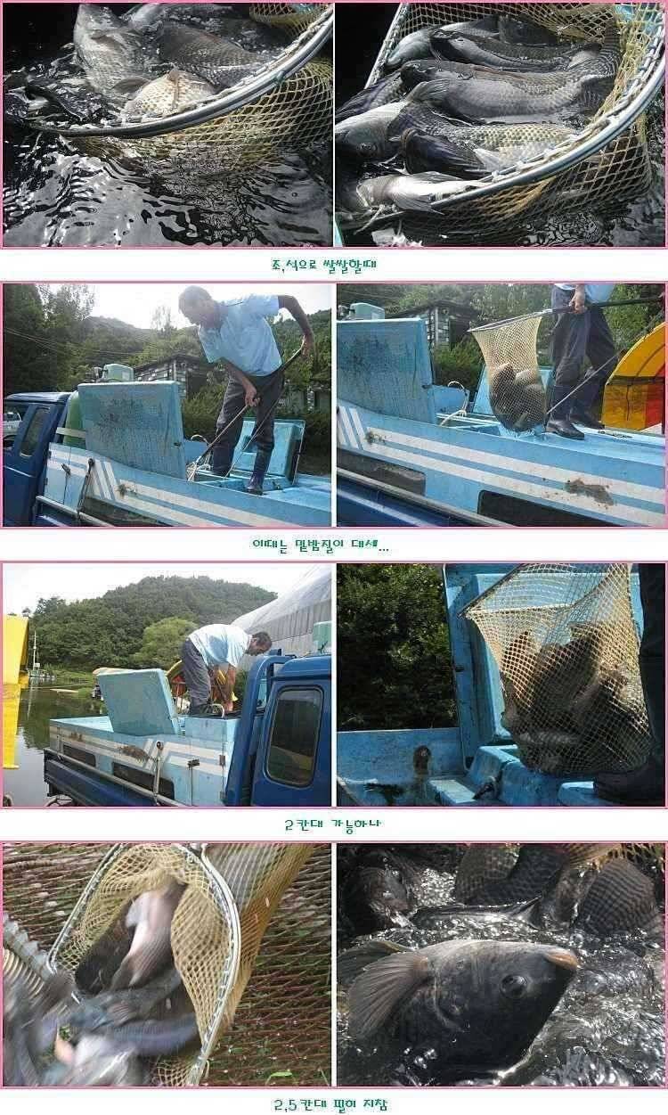 작대기 바늘 (유료터정보 - 유료터점주조황)