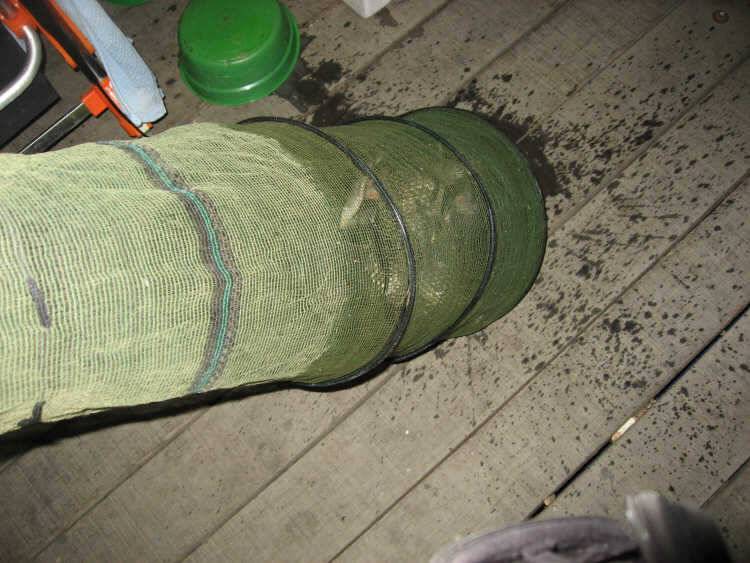 아산 산들낚시터에서 4월 넷째주 주말에 올리는 모습입니다 (유료터정보 - 유료터점주조황)
