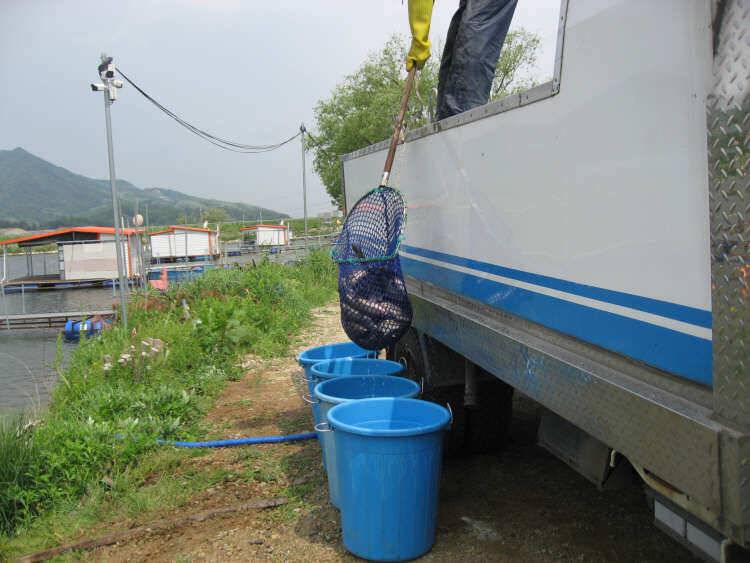 아산 산들낚시터의 5월 둘째주말에 올리는 소식입니다 (유료터정보 - 유료터점주조황)