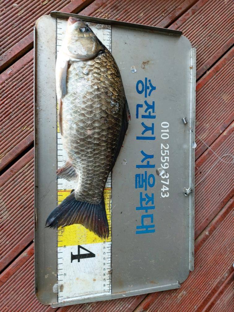 송전지서울집좌대5월19일조황 (유료터정보 - 유료터점주조황)