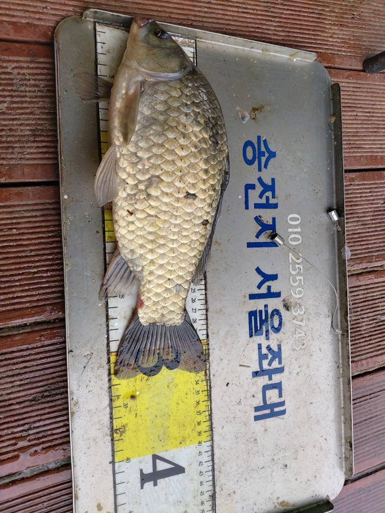 송전지서울집좌대5월16일조황 (유료터정보 - 유료터점주조황)