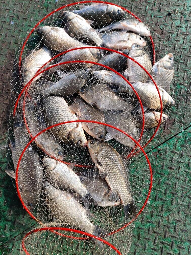 아산 안골지 조황정보 입니다 (유료터정보 - 유료터점주조황)