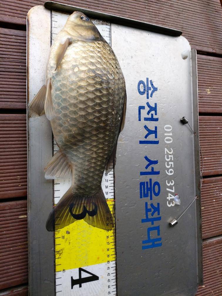 송전지서울집좌대4월23일조황 (유료터정보 - 유료터점주조황)