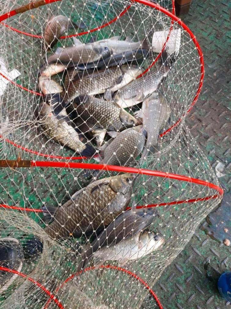 아산 안골지 조황정보 입니다 (유료터정보 - 유료터점주조황)