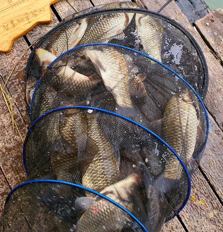 4짜대물과 마릿수 대박조황 (유료터정보 - 유료터점주조황)