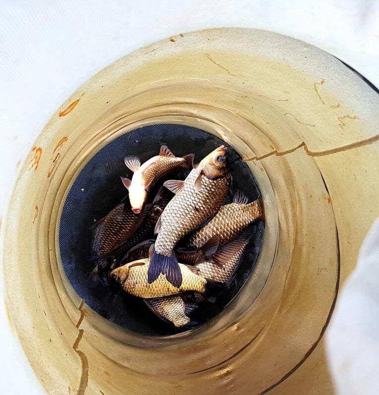 송전지 미성집 좌대 조황정보 (유료터정보 - 유료터점주조황)