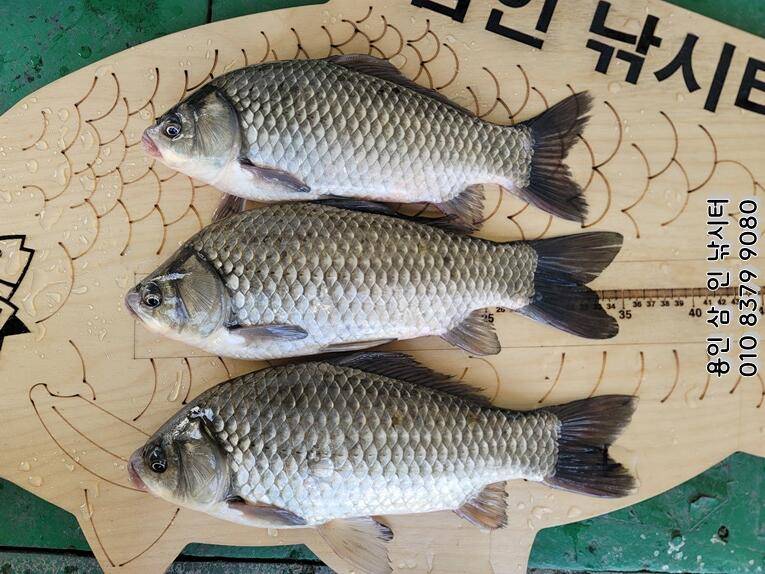가깝고 물 좋고 경치 좋은 곳용인삼인낚시터 (유료터정보 - 유료터점주조황)