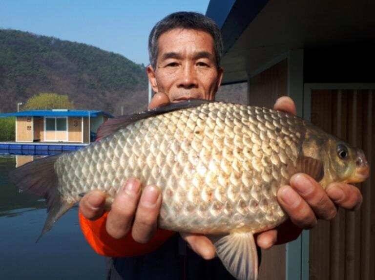 토종 4짜 송전지 관광집 좌대 조황 (유료터정보 - 유료터점주조황)
