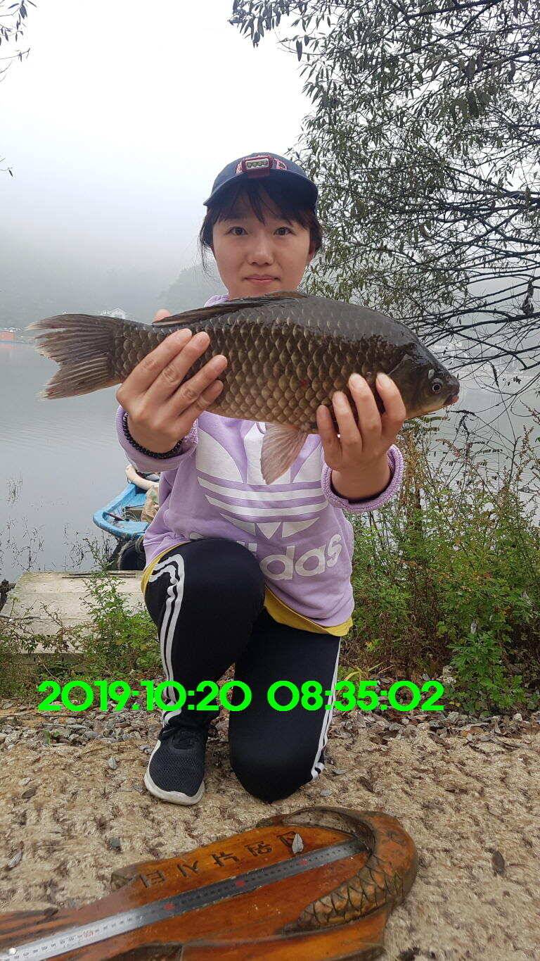 신원낚시터 10월21일 토종 49센티 붕어 구경하시고 가시겠습니다 (유료터정보 - 유료터점주조황)