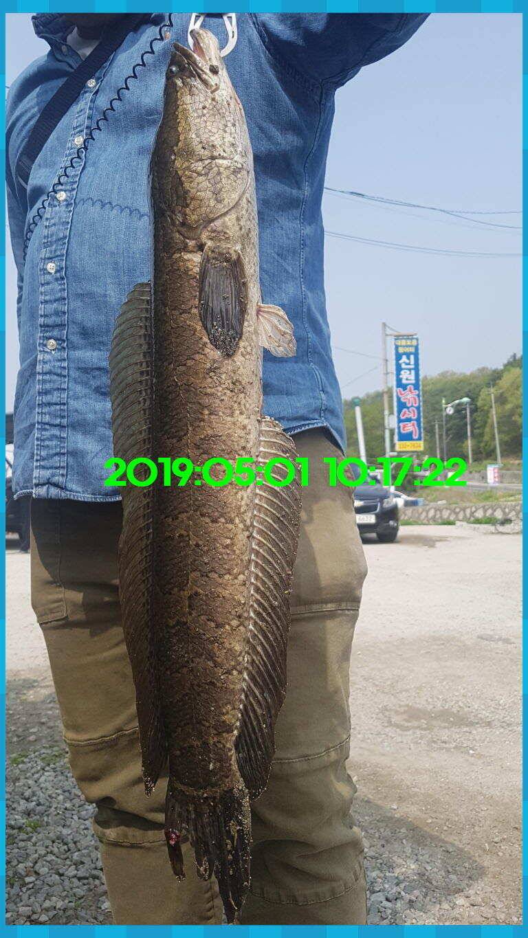 신원낚시터 토종대물 방류 소식과 조황입니다 (유료터정보 - 유료터점주조황)