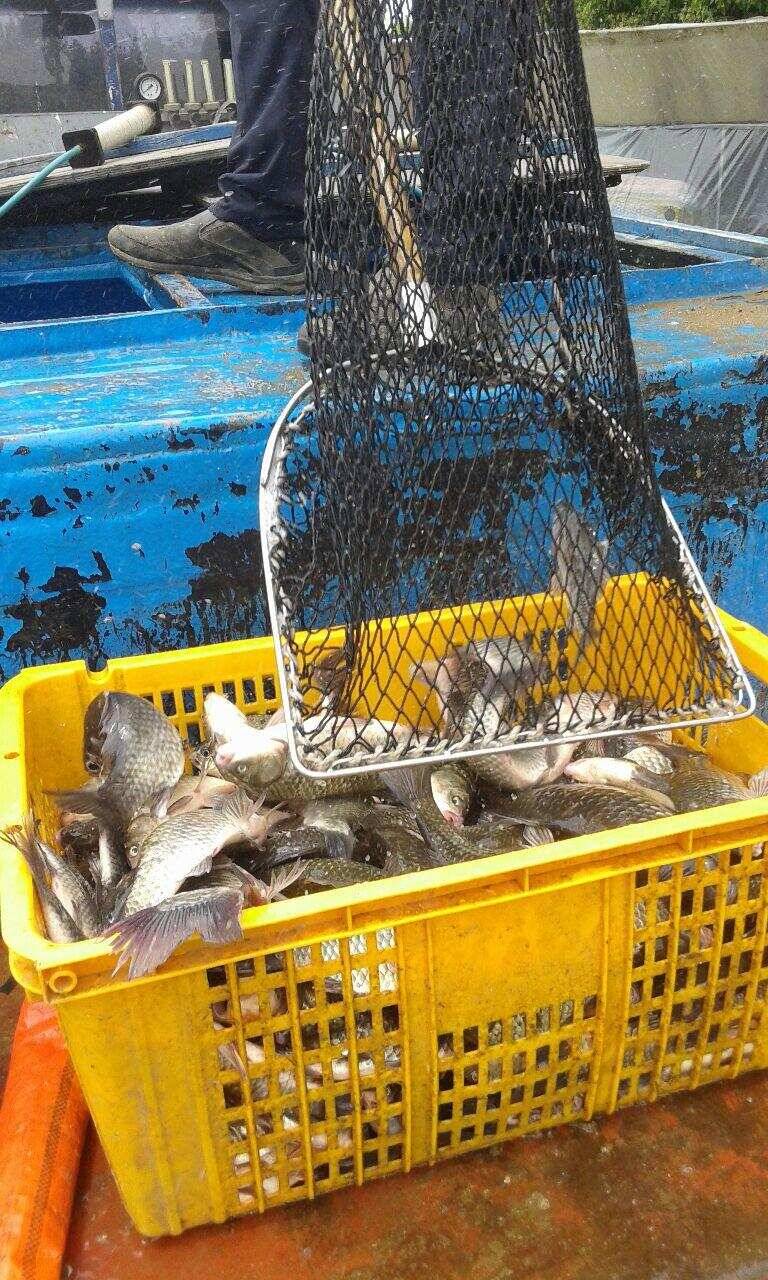 당진 가교리낚시터 5월 20일 방류조황 (유료터정보 - 유료터점주조황)
