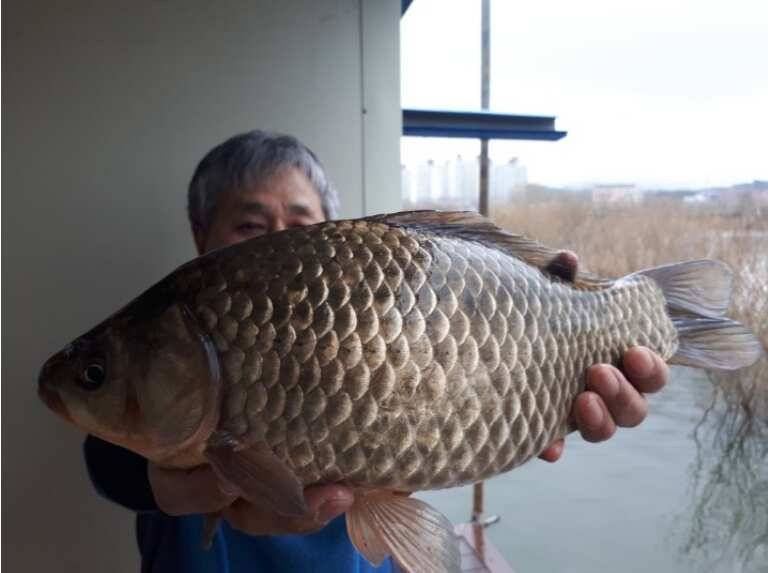 40cm 대물 송전지 관광집 조황 (유료터정보 - 유료터점주조황)