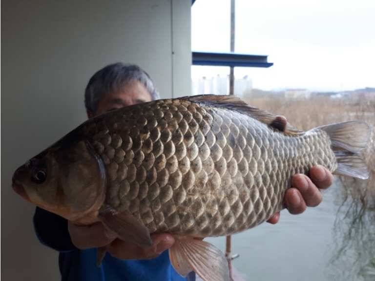 40cm 대물 송전지 관광집 조황 (유료터정보 - 유료터점주조황)