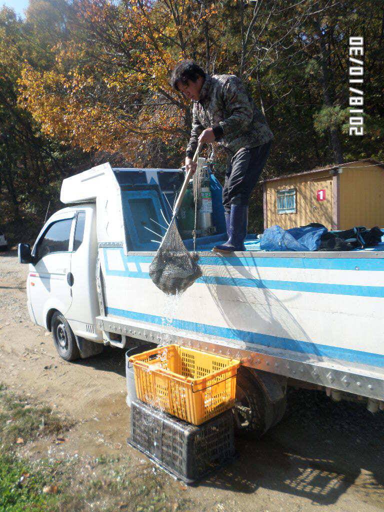 아산신수지 11월 첫 주중 화보입니다 (유료터정보 - 유료터점주조황)