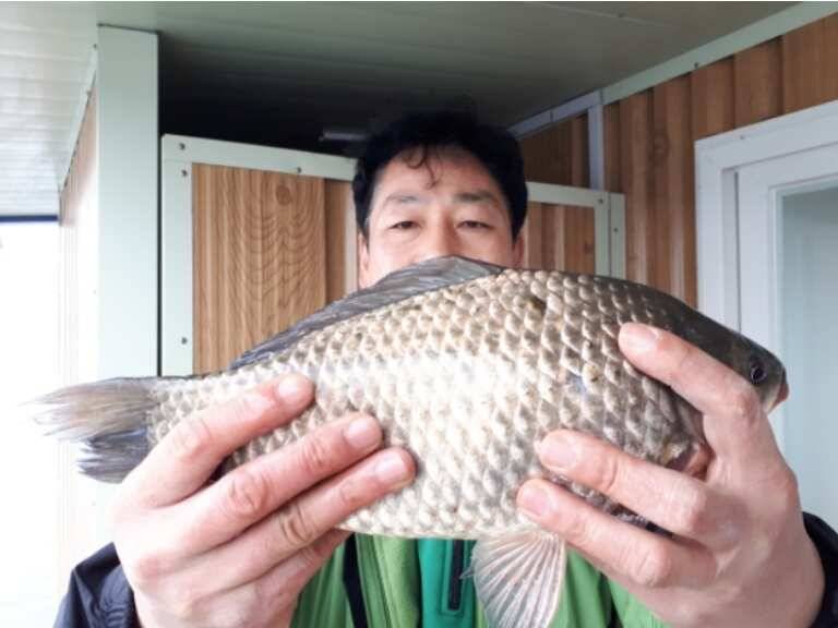 허리급 붕어 송전지 관광좌대 붕어 조황 (유료터정보 - 유료터점주조황)