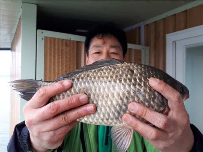 허리급 붕어 송전지 관광좌대 붕어 조황 (유료터정보 - 유료터점주조황)
