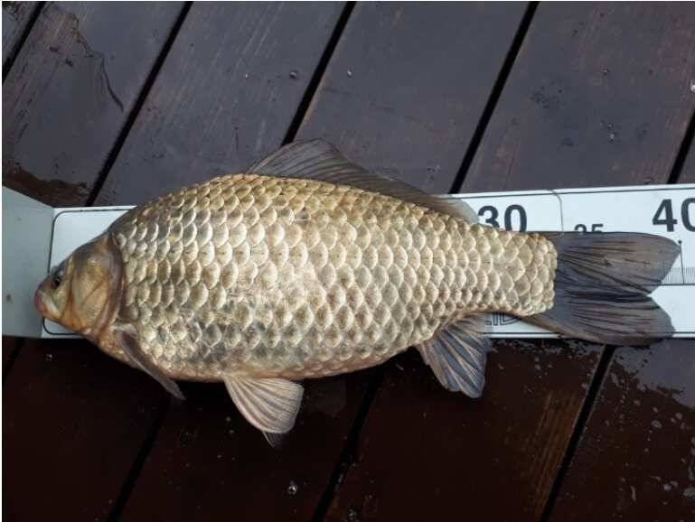 40cm 대물 송전지 관광집 조황 (유료터정보 - 유료터점주조황)