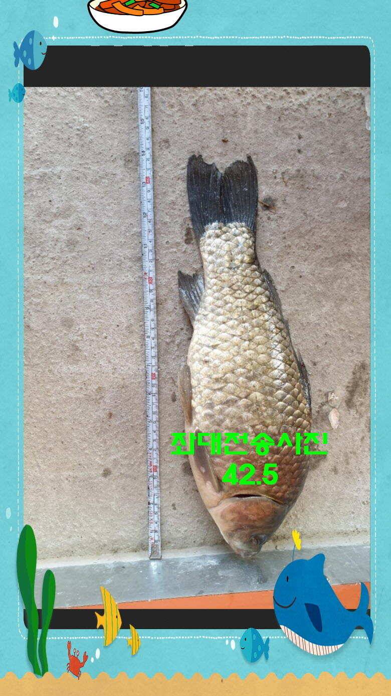 신원낚시터 토종대물 4짜 소식입니다 (유료터정보 - 유료터점주조황)