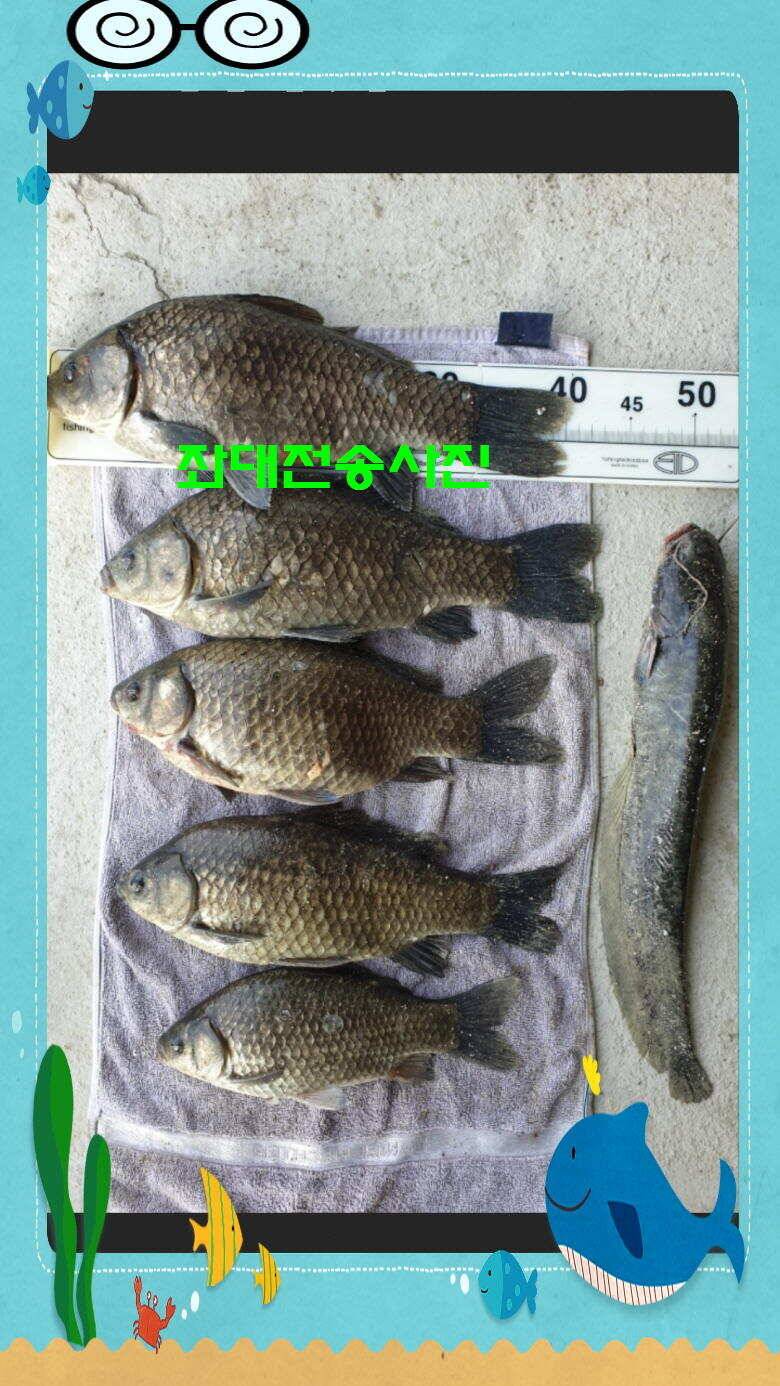 신원낚시터 토종대물 4짜 소식입니다 (유료터정보 - 유료터점주조황)