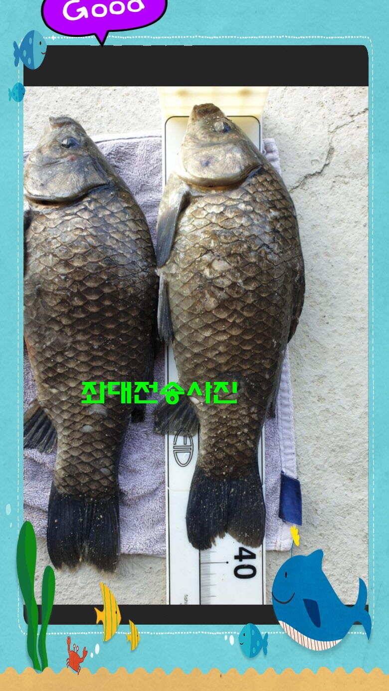 신원낚시터 토종대물 4짜 소식입니다 (유료터정보 - 유료터점주조황)