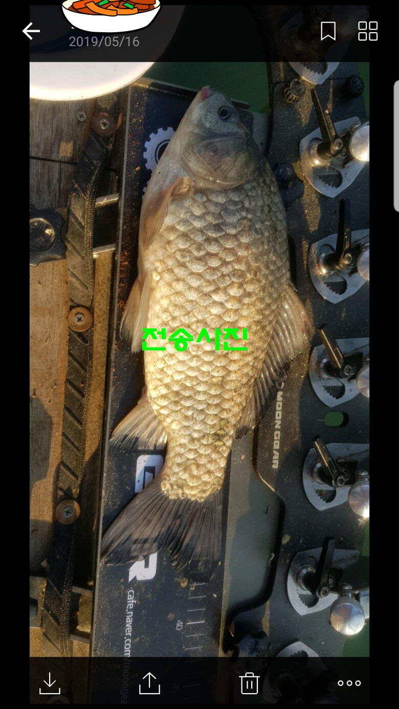 신원낚시터 토종대물 소식입니다 (유료터정보 - 유료터점주조황)