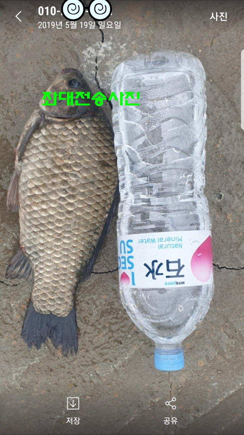 신원낚시터 토종대물 소식입니다 (유료터정보 - 유료터점주조황)