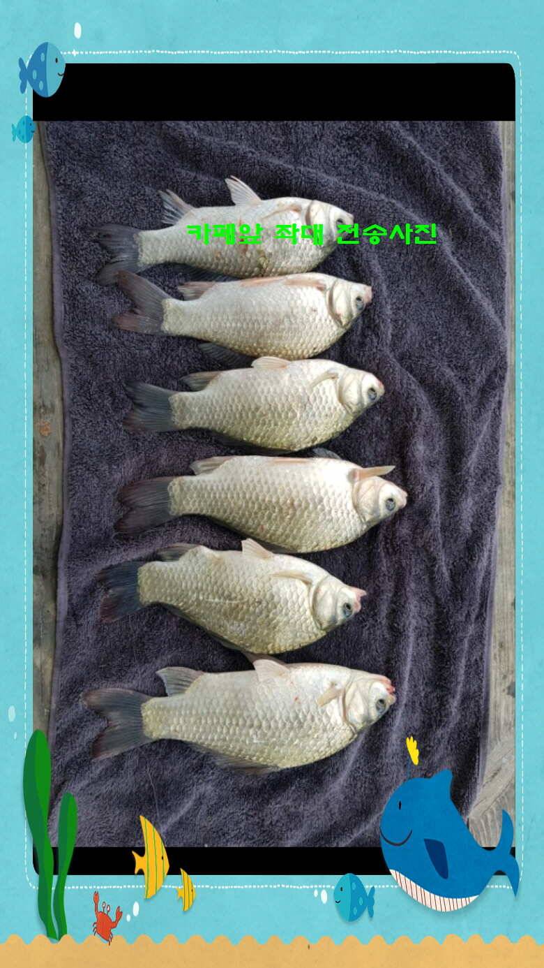 신원낚시터 8월 첫쨋주 조황 소식입니다 (유료터정보 - 유료터점주조황)