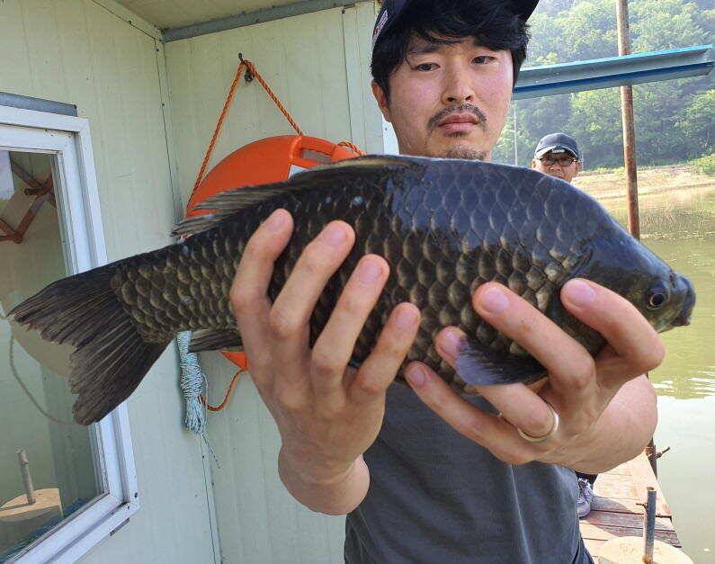 44cm 대물붕어 마릿수 대박조황 (유료터정보 - 유료터점주조황)