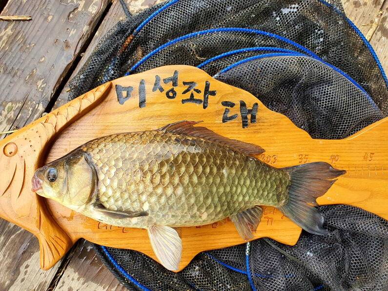 4짜대물과 마릿수 대박조황 (유료터정보 - 유료터점주조황)